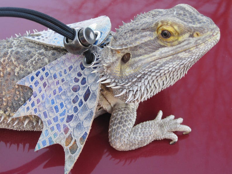Rainbow Lizard Harness with Wings