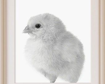 Baby Chick Print, Farmhouse Decor, Farmhouse Wall Decor, Digital Download, Printable Art, Large Poster, Farmhouse Print, Farm Animal Prints