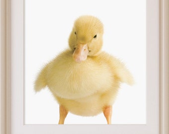 Decoración de guardería, Estampado de patito, Arte IMPRIMIBLE, Arte de guardería, Estampados de animales para guardería, Pato bebé, Vivero de bosques, Estampado de animales de granja