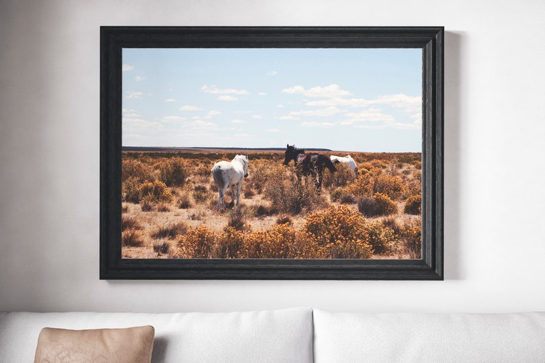 May include: Three horses standing in a field of yellow wildflowers. The horses are white, black, and brown. The sky is blue with white clouds.