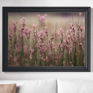 Pu&ograve; includere: Una fotografia incorniciata di un campo di fiori selvatici rosa a fuoco morbido. I fiori sono alti e sottili, con petali delicati. Lo sfondo &egrave; un campo sfocato di erba verde.