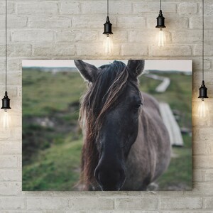 Horse Print, Horse Art Print, Printable Art, Horse Wall Art, Large Wall Art, Animal Prints,Living Room Art, Horse Photography,Horse Wall Art