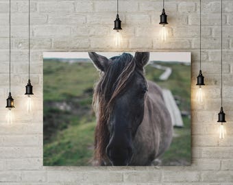 Horse Print, Horse Art Print, Printable Art, Horse Wall Art, Large Wall Art, Animal Prints,Living Room Art, Horse Photography,Horse Wall Art