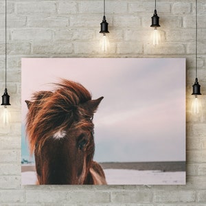 May include: A close-up of a brown horse with a white patch on its face. The horse is looking to the right of the frame. The background is a soft pink and blue sky with a snowy landscape.