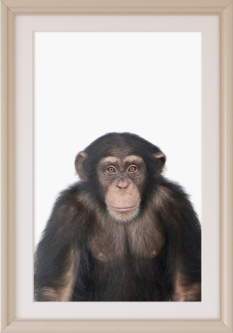 Chimpanzee print, Nursery animal print, PRINTABLE art, Monkey, Safari animals, Nursery decor, zoo animals, Jungle,DIY Nursery Decor,DOWNLOAD image 1