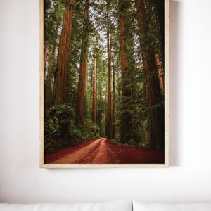 Redwood Tree Photography, Large Nature Photo, Digital, Redwood Forest Print Scenic Art, Giant Park Photo, Forest Canopy, Northern California