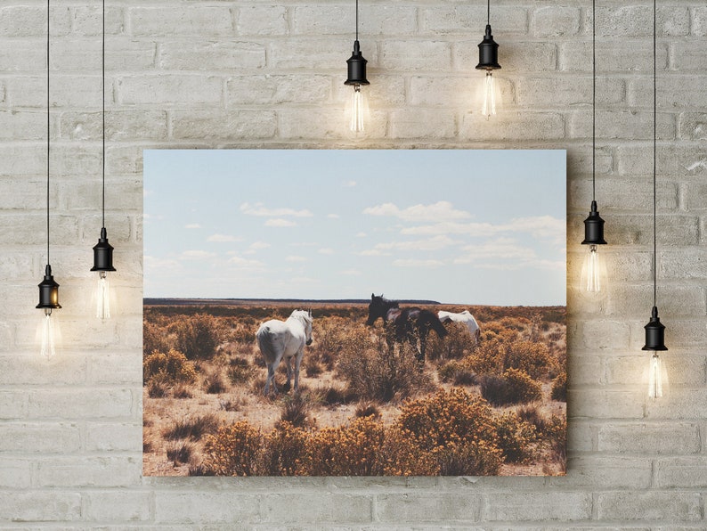 May include: Three horses, two white and one black, stand in a field of dry, brown grass and yellow wildflowers. The sky is blue with white clouds.