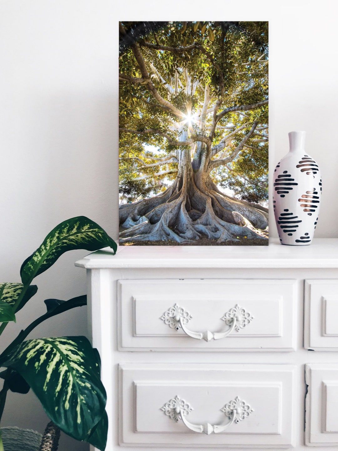 Banyan Tree and Sunbeam, Tree Photograph, Sunbeam Photo, Arial Forest ...