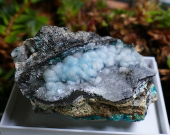 Smithsonite bleue avec aurichalcite d'Arizona, spécimen minéral de smithsonite