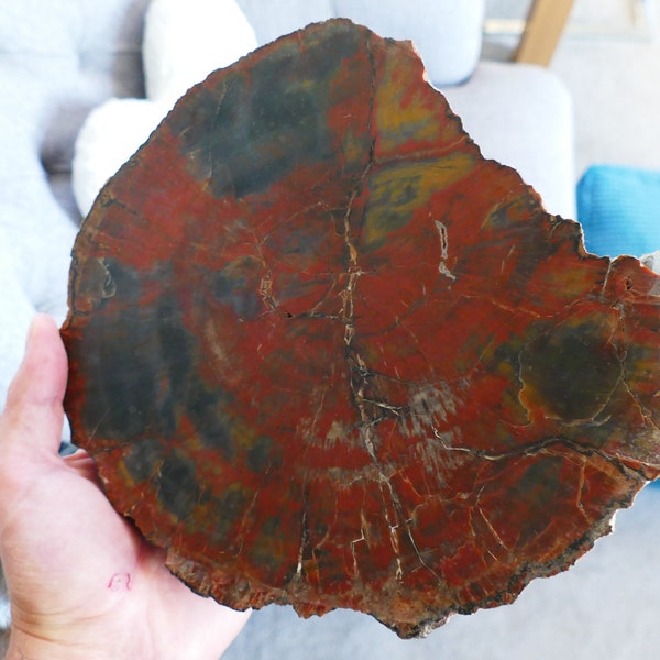 Grand bois fossile pétrifié d'Arizona