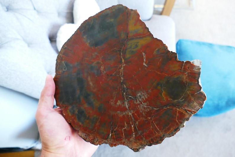 Grand bois fossile pétrifié d'Arizona image 1