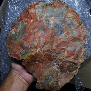 Grand bois fossile pétrifié d'Arizona image 7