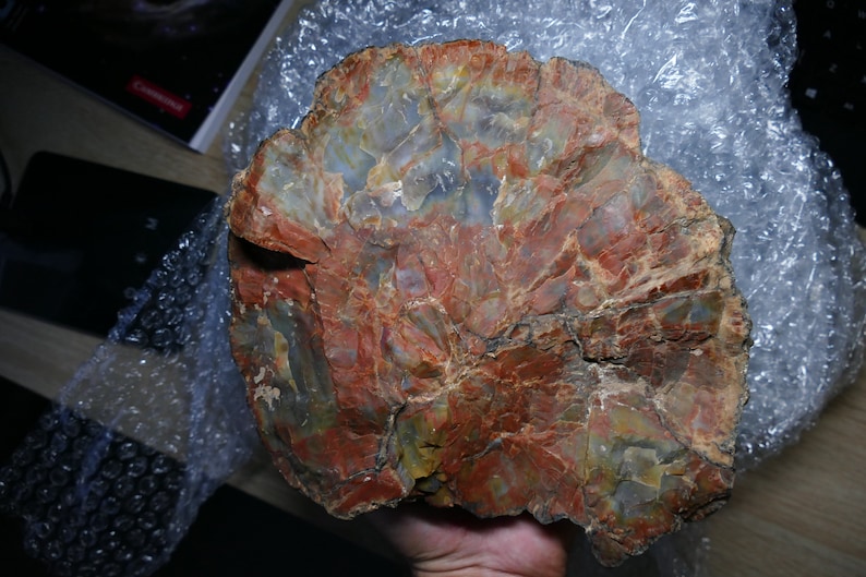 Grand bois fossile pétrifié d'Arizona image 8