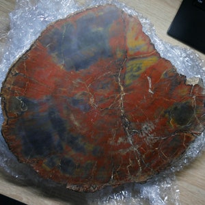 Grand bois fossile pétrifié d'Arizona image 5