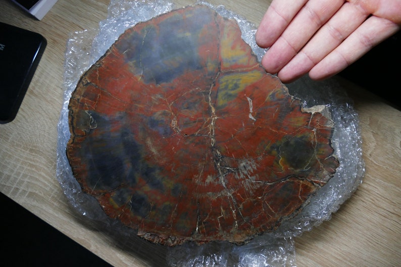 Grand bois fossile pétrifié d'Arizona image 4