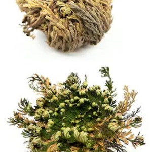 Rose of Jericho • Resurrection Plant for Renewal, Abundance & Protection • Ritual Instructions Included