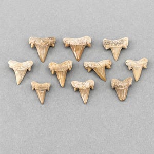 Real Shark Teeth Fossil (10 Pieces) Jewelry Making Supplies, Morocco image 3