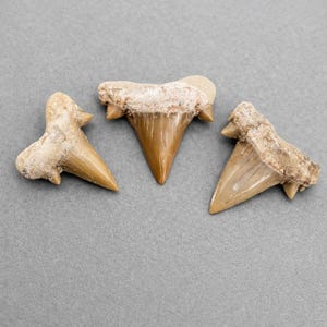 Real Shark Teeth Fossil (10 Pieces) Jewelry Making Supplies, Morocco image 2