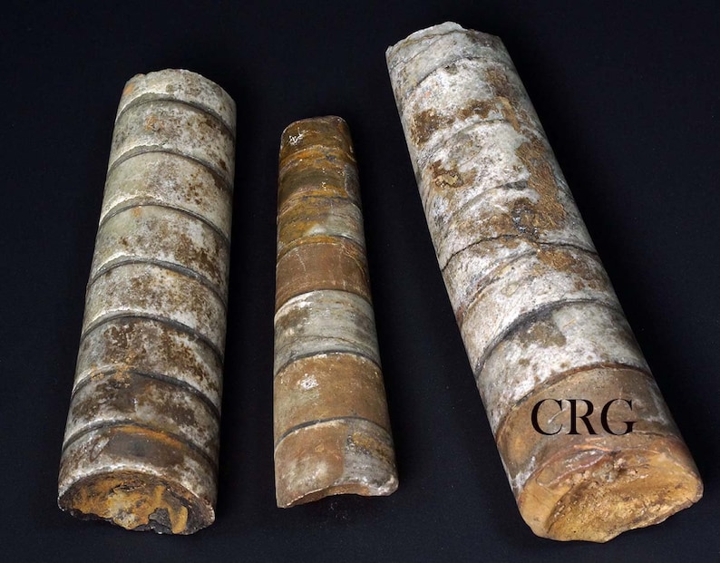 QTY 1 - Moroccan Baculite Fossil / 4-5" Avg Crystal River Gems