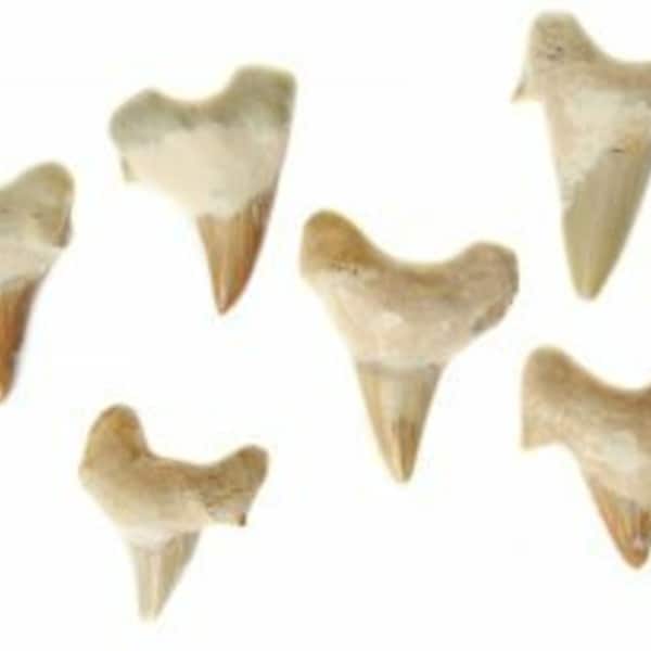 SET OF 10  -  Small Shark Tooth   Bulk Wholesale Crystals