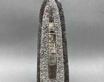 Tall Orthoceras Fossil Standing Display Sculpture (1 Piece) Size 11 to 13 Inches Crystal Gemstone Home Decor