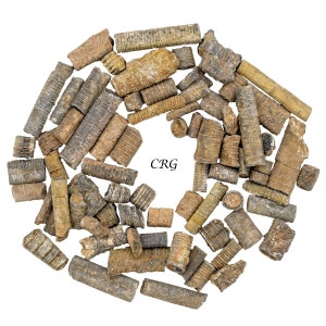 Crinoid Fossil (1 Kilogram) Size 1 to 2 Inches Bulk Wholesale Lot Crystal Fossils