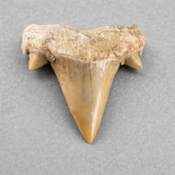 Real Shark Teeth Fossil (10 Pieces) Jewelry Making Supplies, Morocco