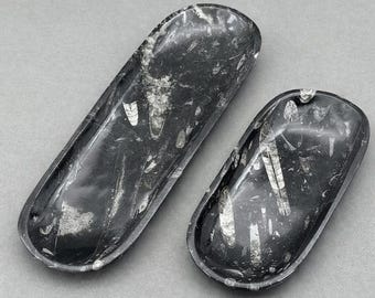 Orthoceras Fossil Plate (1 Piece)