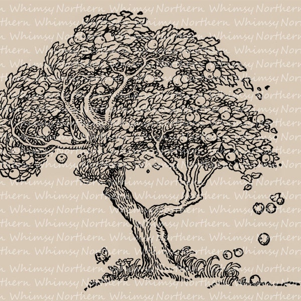 Old Apple Tree Illustration - Vintage Clip Art Image – Autumn Digital Stamp – Printable Transfer Graphic – instant download - CU OK