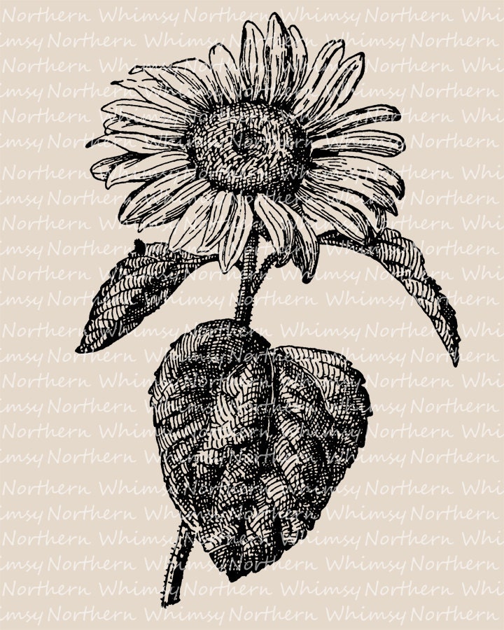 Sunflower Clip Art Flower Clip Art Vintage Flower | Etsy