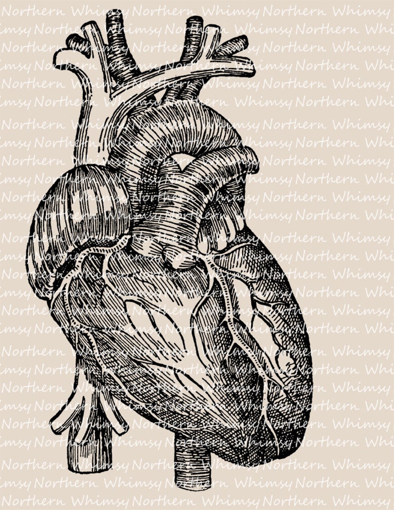 Human Heart Illustration Vintage Anatomy Diagram Clip Art Image Digital ...