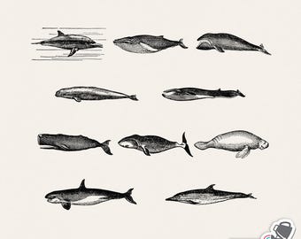 Whale Clip Art Set – 10 PNG images plus Photoshop ABR brushes – vintage whale / dolphin / manatee / ocean creature illustrations – CU ok