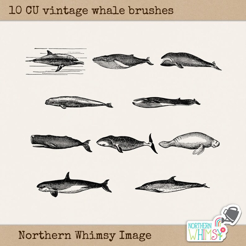 Whale Clip Art Set 10 PNG Images Plus ABR Brushes Vintage