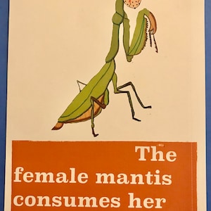 Orar Mantis Amante Tarjeta de Saludo