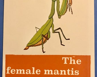Praying Mantis Lover Greeting Card