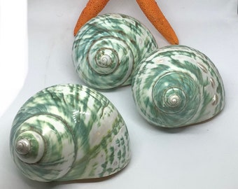 Jade Turbo Polished Shell I Turbo Seashell I Jade Turbo Polished Shells I Assorted Sizes Hermit Crab Shells I