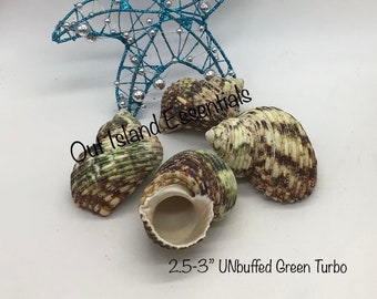 UnPolished Green Turbo Seashell I Green Turbo Shells I Approximately 2 1/2" - 2 3/4"  UNPolished Shells I Green Turbo I Hermit Crab Shells
