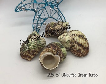 Polished And Unpolished Green Turbo Seashells I Approximately 2 " - 2  1/2"  Shells I Turbo Opening 1 inch to 1 1/8