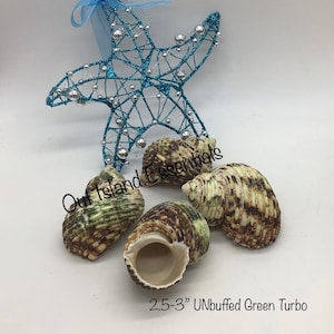 UnPolished Green Turbo Seashell I Green Turbo Shells I Approximately 2 1/2" - 2 3/4"  UNPolished Shells I Green Turbo Opening 1 1/8 to 1 1/4