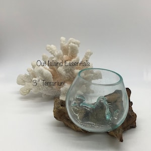3&quot; Blown Glass On Driftwood I Glass Terrariums I Terrarium Container I One Of A Kind Pieces