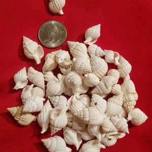 Nassa Reticulata I Craft Shells I  Small Craft Shells I Small Wholesale Shells I Craft Seashells I Craft Shells 3/4&quot; - 1&quot;