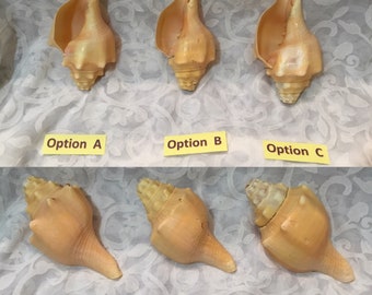 Conch Shell Horn Etsy