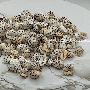 May include: A collection of small, speckled seashells in shades of white, tan, and black, scattered on a white marble surface. A US quarter is included for size reference. The text "Out Island Essentials" is visible.