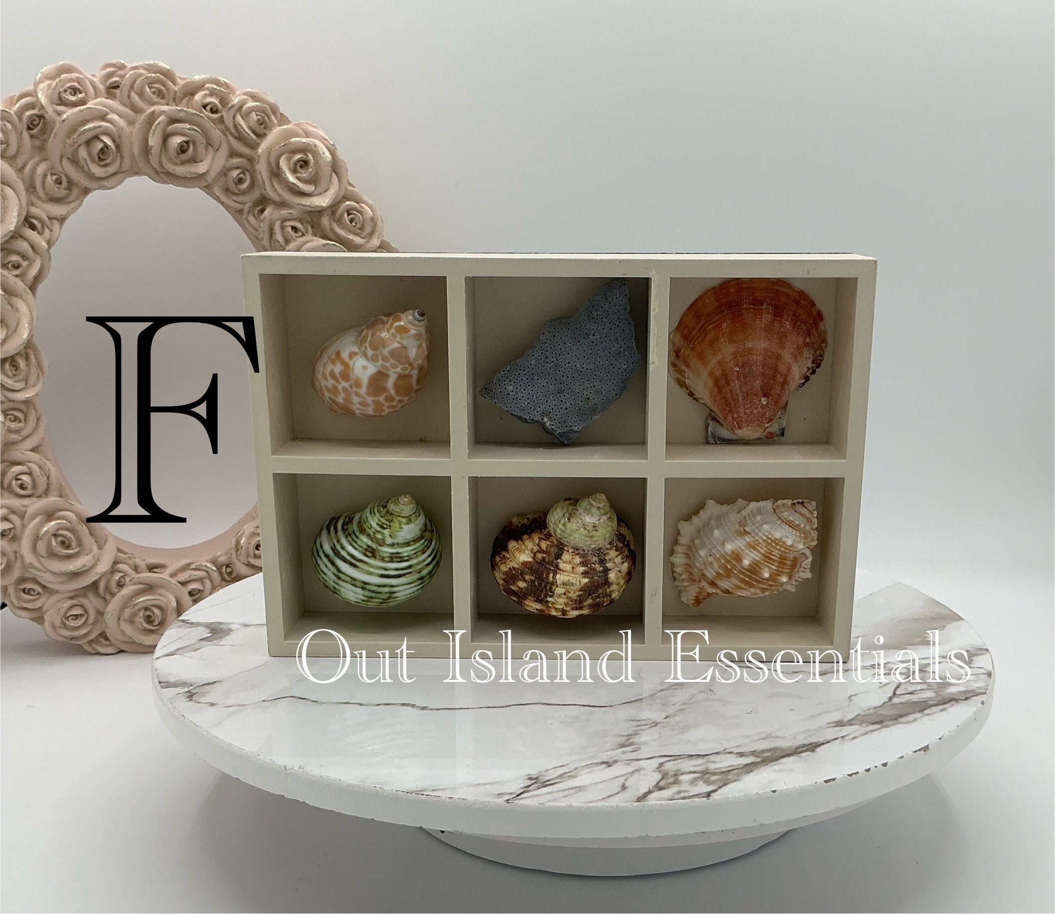 Soft Shell Display Case OOAK Collector's Seashells I Seashell Collection Case I Tabletop ...