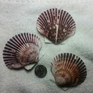 10 Purple Scallop Seashells I Purple Seashells I Pectin Shells I Craft Shells I Scallop Seashells I Coastal Decor I Beach Decor