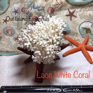 Large Wood Display Stand I Large Wooden Display Stand I Conch Shell ...