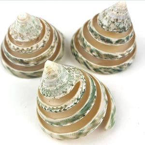 Puede incluir: Tres conchas espirales con un patrón de rayas verdes y blancas. Las conchas están dispuestas en forma triangular.