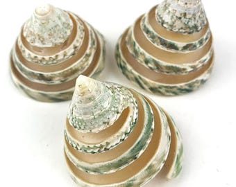 May include: Three spiral seashells with a green and white striped pattern. The shells are arranged in a triangular shape.
