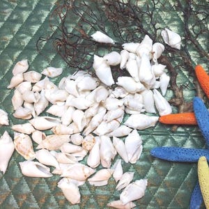 White Chula Strombus Gibbirlus I 30 Pcs. White Chula Strombus I 1&quot; White Shells I Wholesale Craft Shells I Beach Wedding Seashells
