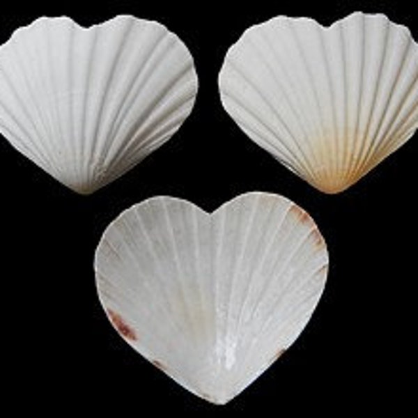 Heart Shape Scallop Shell I Semi-White Irish Baking Clam | Heart Shaped Clam I Heart Shell | Wedding Shells | Love Shells | Valentines Shell